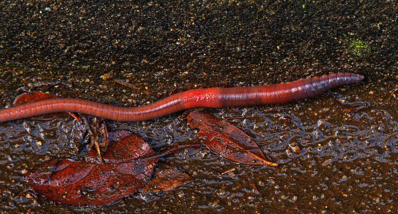 Why are Earthworms Important for Eco-Friendly Gardening?